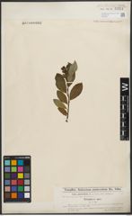 Foto von Salix phylicifolia L.